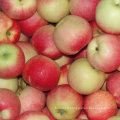 Pomme de gala rouge fraîche chinoise de Orchard à votre entrepôt